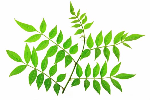 Leaves of Szechuan pepper (Zanthoxylum piperitum) exposed against a white background