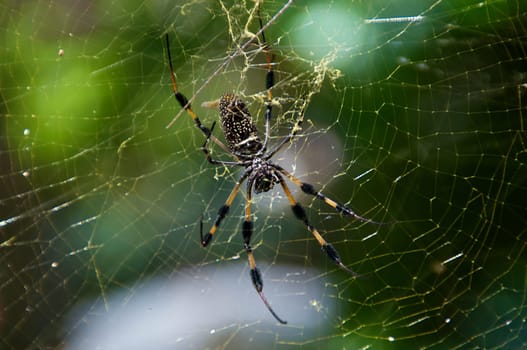 A Large Golden Silk Spider is hanging in its web with a small spider above it.