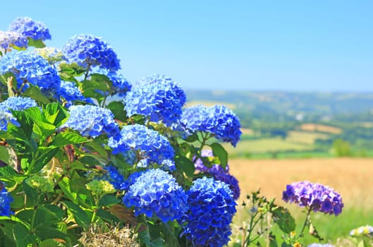 flowering hydrangea (Hydrangea) in Brittany,France