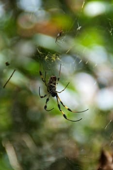 A Large Golden Silk Spider is hanging in its web with a small spider above it.