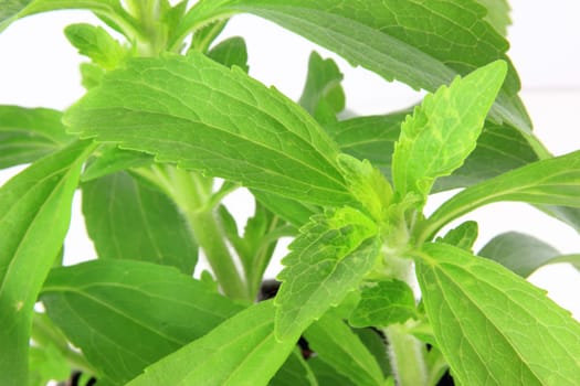 Stevia rebaudiana exempted against a white background