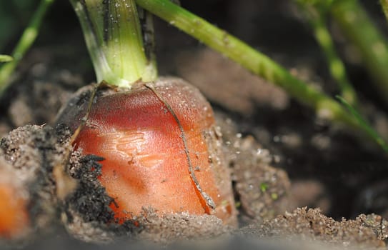 Root