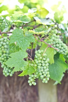 Gruene grapes on wild tendrils