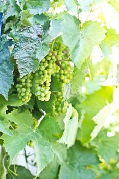 Gruene grapes on wild tendrils