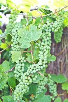 Gruene grapes on wild tendrils