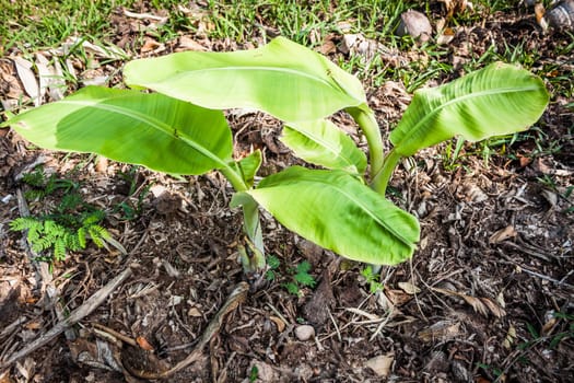 Young banana trees  are growing in kitchen garden