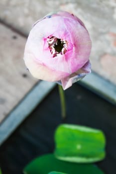 Close up lotus flower with green leaf
