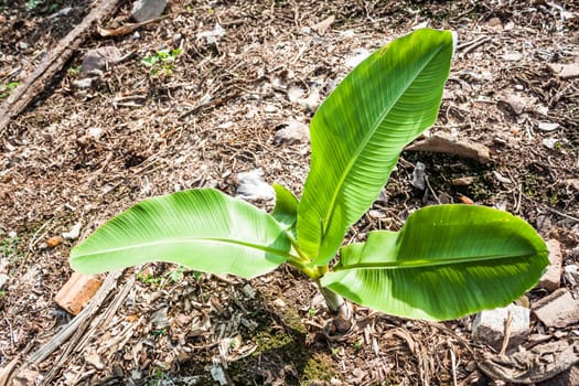 Young banana tree  is growing in kitchen garden