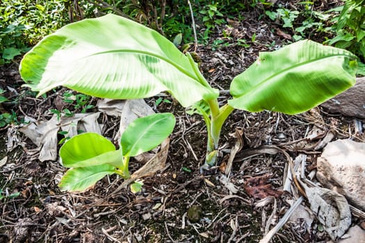 Young banana tree  is growing from the ground