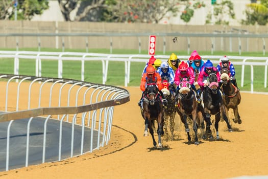Horse racing closeup photo action of horses jockeys colors at Greyville racecouse sand and grass for Durban July vodacom cup.