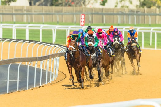 Horse racing closeup photo action of horses jockeys colors at Greyville racecouse sand and grass for Durban July vodacom cup.