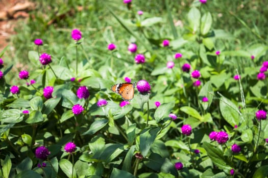 Plain tiger butterfly on globe amaranth or bachelor button