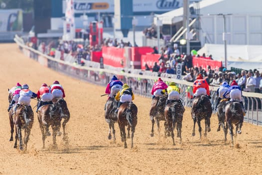 Horse racing closeup photo action of horses jockeys colors at Greyville racecouse sand and grass for Durban July vodacom cup.