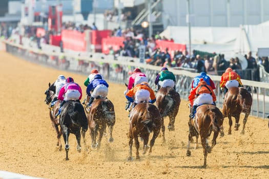 Horse racing closeup photo action of horses jockeys colors at Greyville racecouse sand and grass for Durban July vodacom cup.