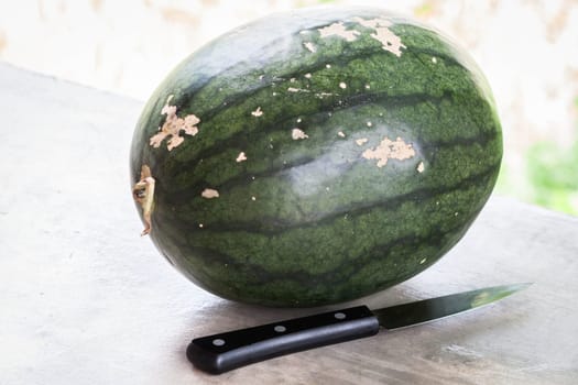Fresh green sweet water melon and knife
