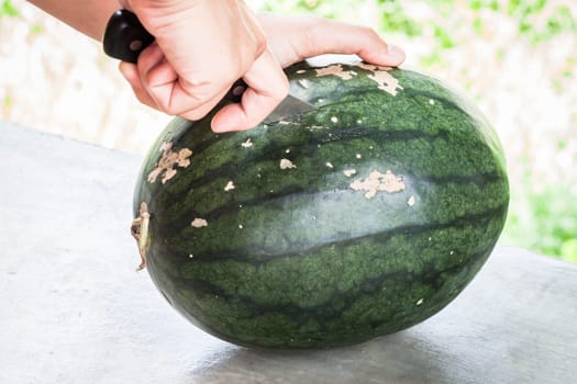 Fresh green water melon and knife cutting