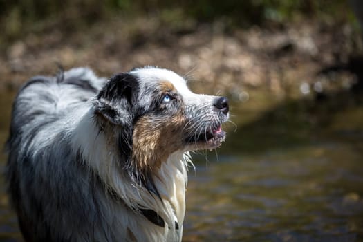 An Australian Shepherd stands in the water and looks up.