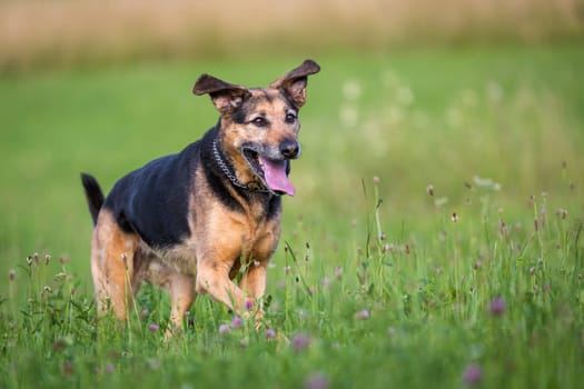 A mixed-breed runs through a flower meadow.