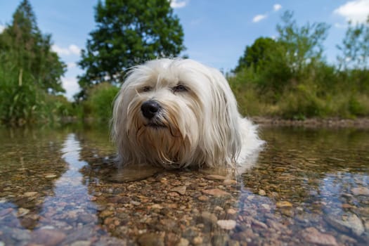 Little White Havanese lies in the water.