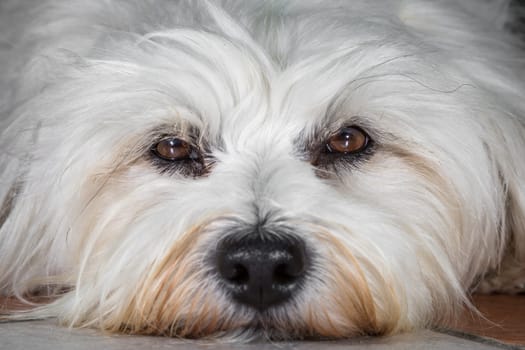 Small white Havanese in close-up.