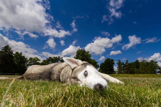 A husky with blue eyes lies in a meadow above the dog a blue sky with clouds.