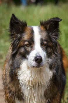 Large three-tone longhair hybrid looks directly into the camera.