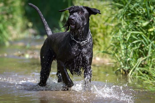 Big dog rages in the water.