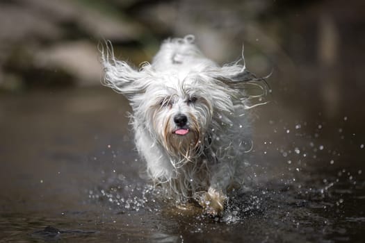 Little white Havanese runs fast through the water.