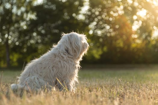 Little white dog sits in a meadow and looks at the sun.