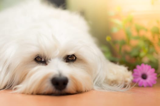 White Little Dog lies on the floor and a purple flower lies next to him.