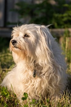 White Havanese sits in a meadow and is illuminated by the evening sun.