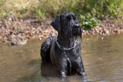 A black giant schnauzer lies in the water.