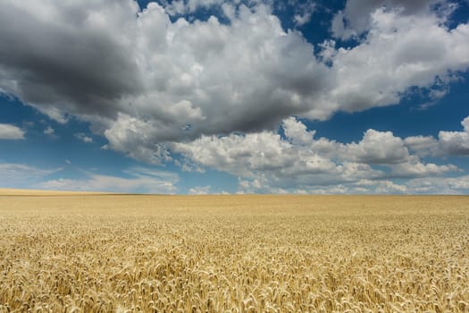 Wheat field,landscape with grain and dramatic sky