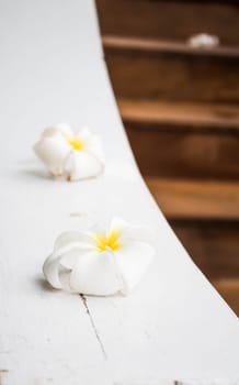 White blossom frangipani flowers on white background