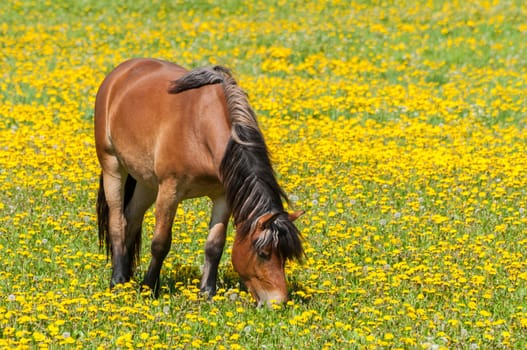 Horse on dandelion meadow