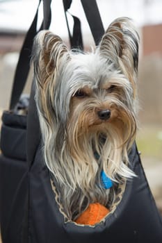 Adorable yorkshire terrier in portable bag. Vertically.