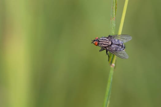 Fly
