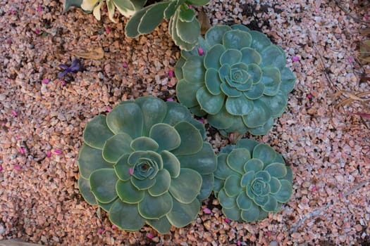 succulents planted on gravel