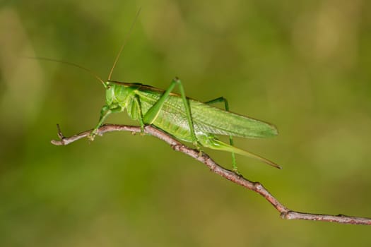 Green hay horse
