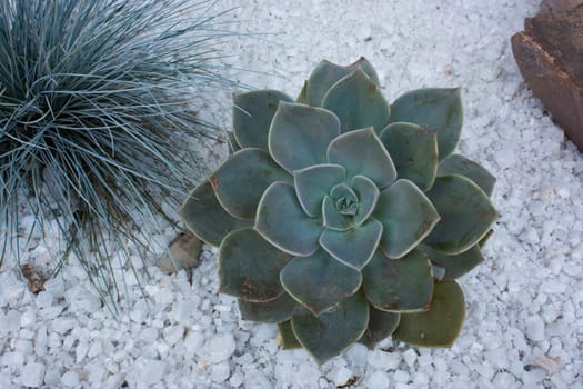 succulents planted on gravel
