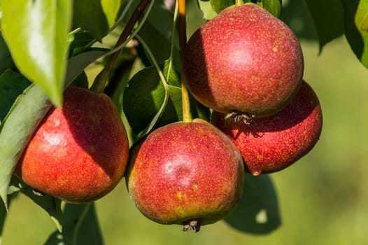 rosada pears on the tree, organic farming