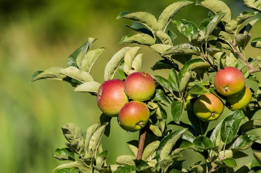 apples on the tree in clusters, from organic farming