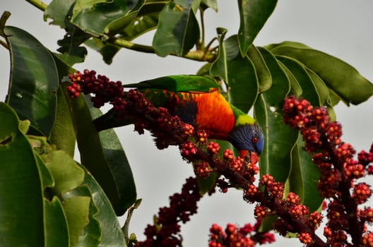 rainbow lorikeet in red bottlebrush