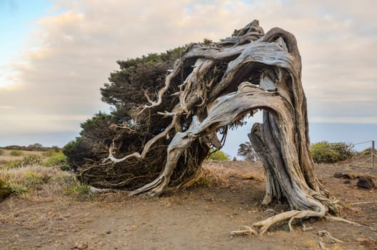 Gnarled Juniper Tree Shaped By The Wind at Sabinar, Island of El Hierro