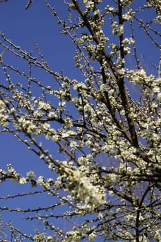 Flowering Schlehdorn