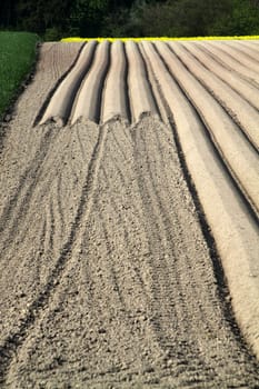 Arable furrows for carrot cultivation