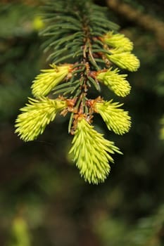 Fresh needles of a spruce