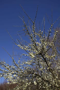 Flowering Schlehdorn