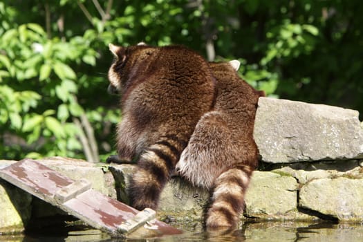 Raccoon