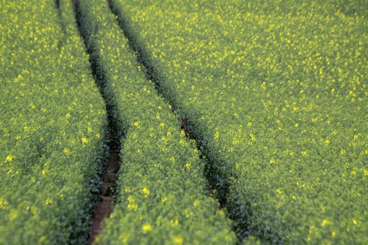 Traces in the almost faded rapefield